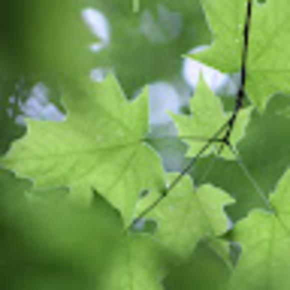 Meet your Posher, Ania - Picture 1 of 1